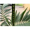 Image 4 : Potted Palm Plant Approx. 50"H