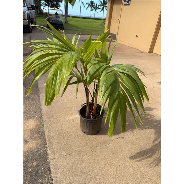Potted Palm Plant Approx. 40"H