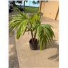 Image 1 : Potted Palm Plant Approx. 40"H