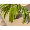 Image 3 : Potted Palm Plant Approx. 40"H