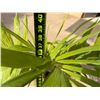 Image 4 : Potted Palm Plant Approx. 40"H