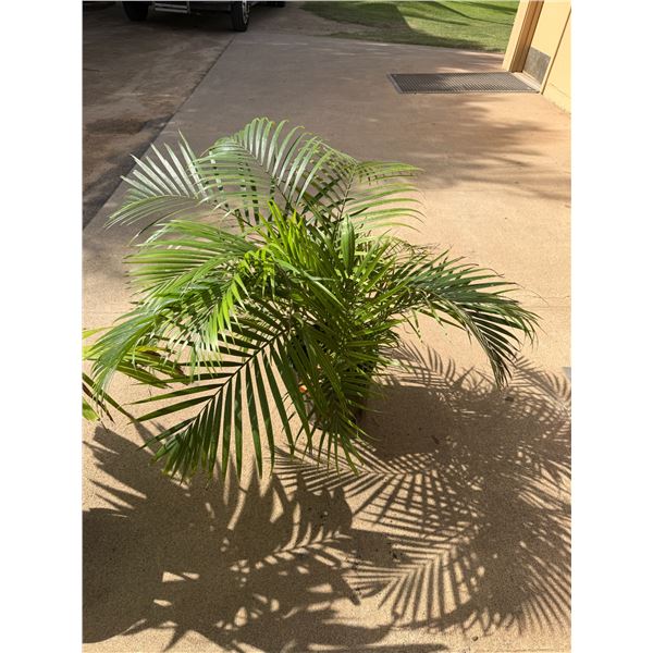 Potted Palm Plant Approx. 35"H