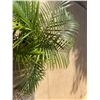Image 2 : Potted Palm Plant Approx. 35"H