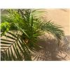 Image 3 : Potted Palm Plant Approx. 35"H
