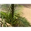 Image 4 : Potted Palm Plant Approx. 35"H