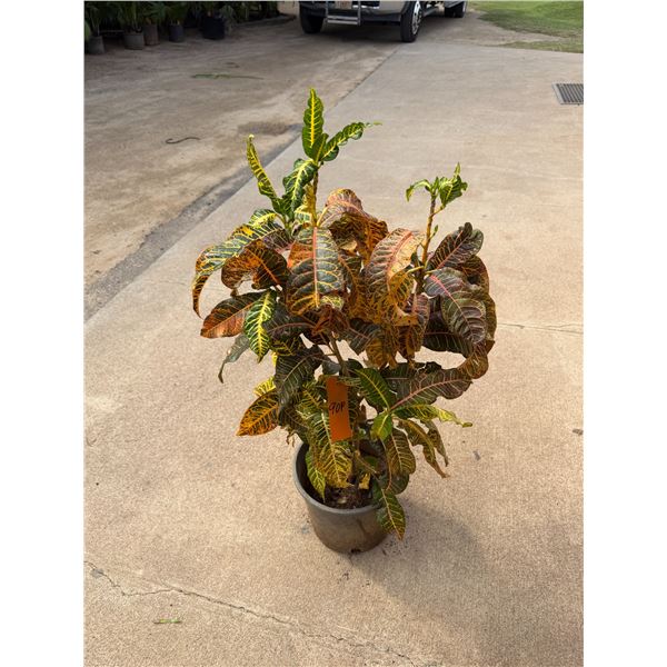 Potted Plant Approx. 40"H