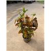 Image 1 : Potted Plant Approx. 40"H