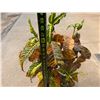 Image 4 : Potted Plant Approx. 40"H