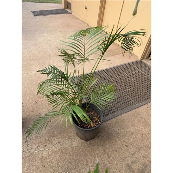 Potted Palm Plant Approx. 35"H