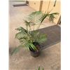 Image 1 : Potted Palm Plant Approx. 35"H