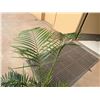 Image 2 : Potted Palm Plant Approx. 35"H