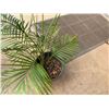 Image 3 : Potted Palm Plant Approx. 35"H