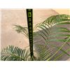 Image 4 : Potted Palm Plant Approx. 35"H