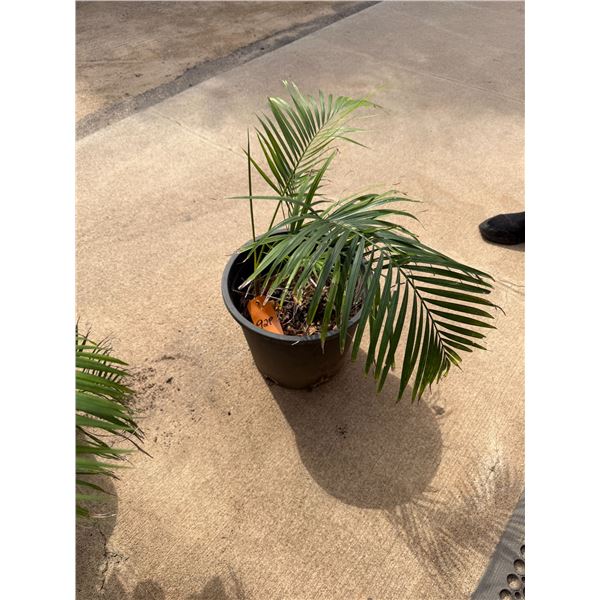 Potted Palm Plant Approx. 30"H