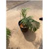 Image 1 : Potted Palm Plant Approx. 30"H