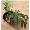 Image 2 : Potted Palm Plant Approx. 30"H