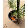 Image 3 : Potted Palm Plant Approx. 30"H