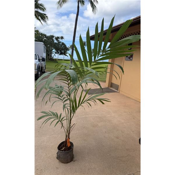 Potted Palm Plant Approx. 66"H