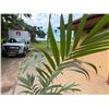 Image 2 : Potted Palm Plant Approx. 66"H