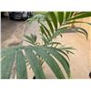 Image 3 : Potted Palm Plant Approx. 66"H