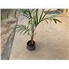 Image 4 : Potted Palm Plant Approx. 66"H