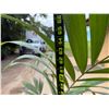 Image 5 : Potted Palm Plant Approx. 66"H