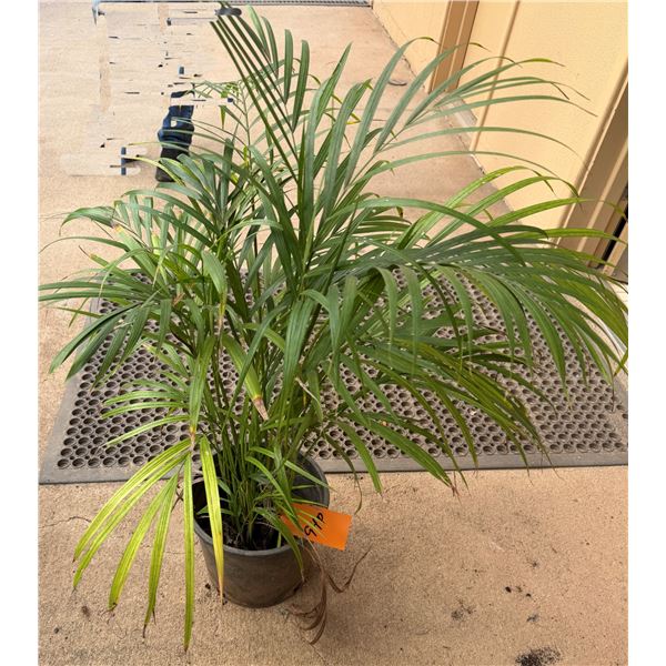 Potted Palm Plant Approx. 36"H