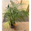 Image 1 : Potted Palm Plant Approx. 36"H