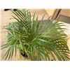 Image 2 : Potted Palm Plant Approx. 36"H