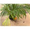 Image 3 : Potted Palm Plant Approx. 36"H