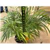 Image 4 : Potted Palm Plant Approx. 36"H