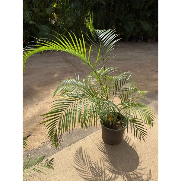 Potted Palm Plant Approx. 54"H
