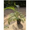 Image 1 : Potted Palm Plant Approx. 54"H