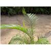 Image 2 : Potted Palm Plant Approx. 54"H