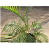 Image 3 : Potted Palm Plant Approx. 54"H