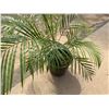 Image 4 : Potted Palm Plant Approx. 54"H