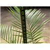 Image 5 : Potted Palm Plant Approx. 54"H