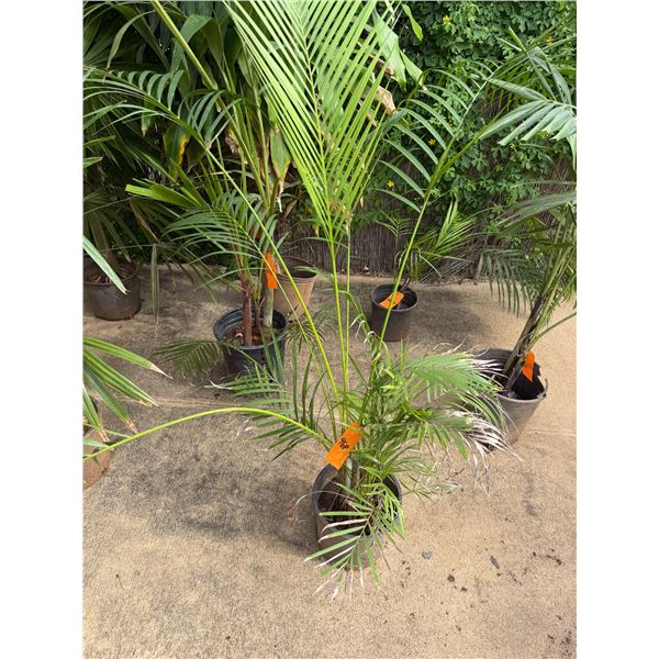 Potted Palm Plant Approx. 58 H
