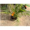 Image 2 : Potted Palm Plant Approx. 58"H
