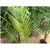 Image 3 : Potted Palm Plant Approx. 58"H
