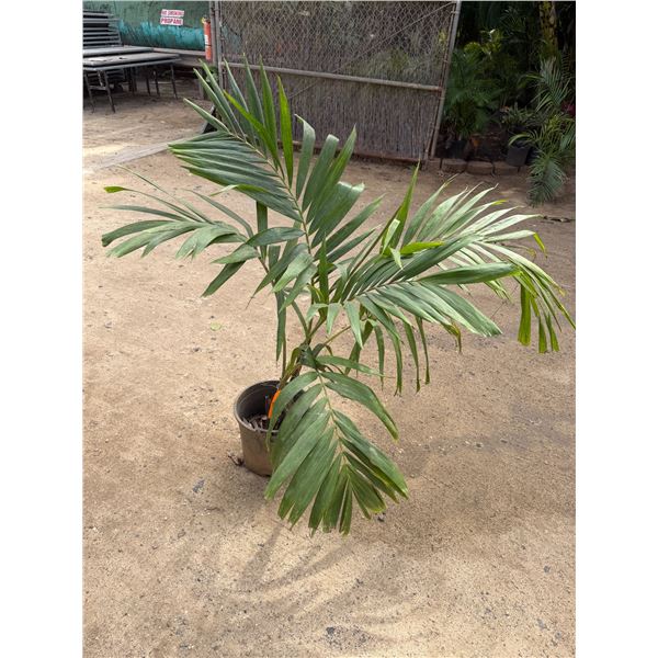 Potted Palm Plant Approx. 52"H