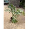 Image 1 : Potted Palm Plant Approx. 52"H