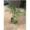 Image 2 : Potted Palm Plant Approx. 52"H