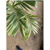 Image 3 : Potted Palm Plant Approx. 52"H