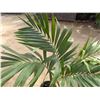 Image 4 : Potted Palm Plant Approx. 52"H
