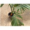 Image 5 : Potted Palm Plant Approx. 52"H
