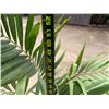 Image 6 : Potted Palm Plant Approx. 52"H