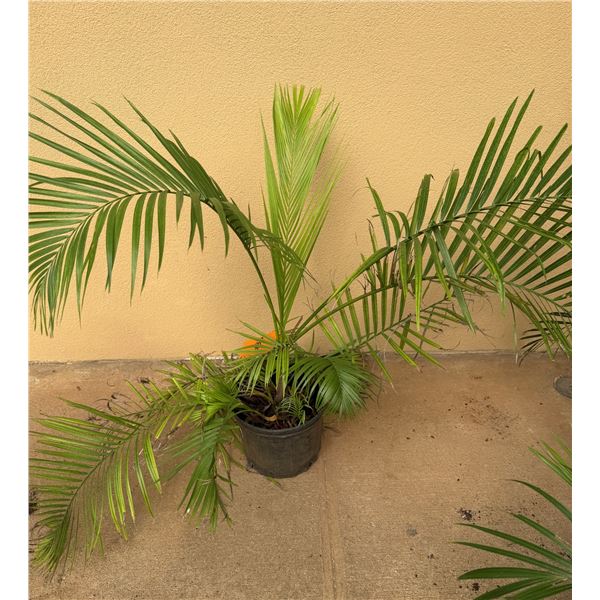 Potted Palm Plant Approx. 36"H