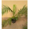 Image 1 : Potted Palm Plant Approx. 36"H