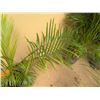 Image 2 : Potted Palm Plant Approx. 36"H